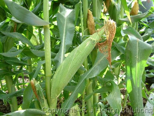 Corn Ear 